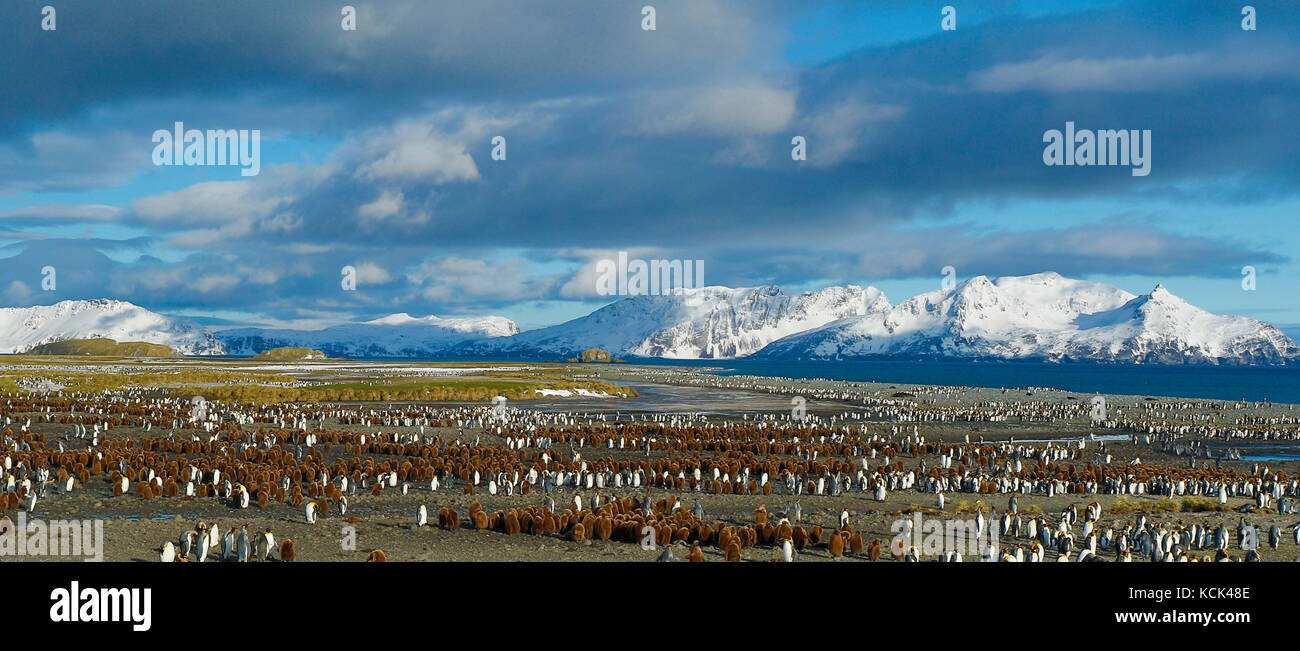 Grande colonia di pinguini su New Scenic 5 posti con sfondo di montagne in Georgia del Sud e Isole Sandwich del Sud Foto Stock