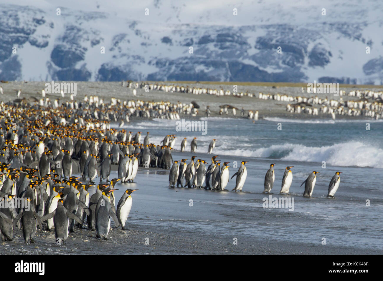 Grande colonia di pinguini re (Aptenodytes patagonicus) raccolto su una spiaggia rocciosa sull Isola Georgia del Sud. Foto Stock