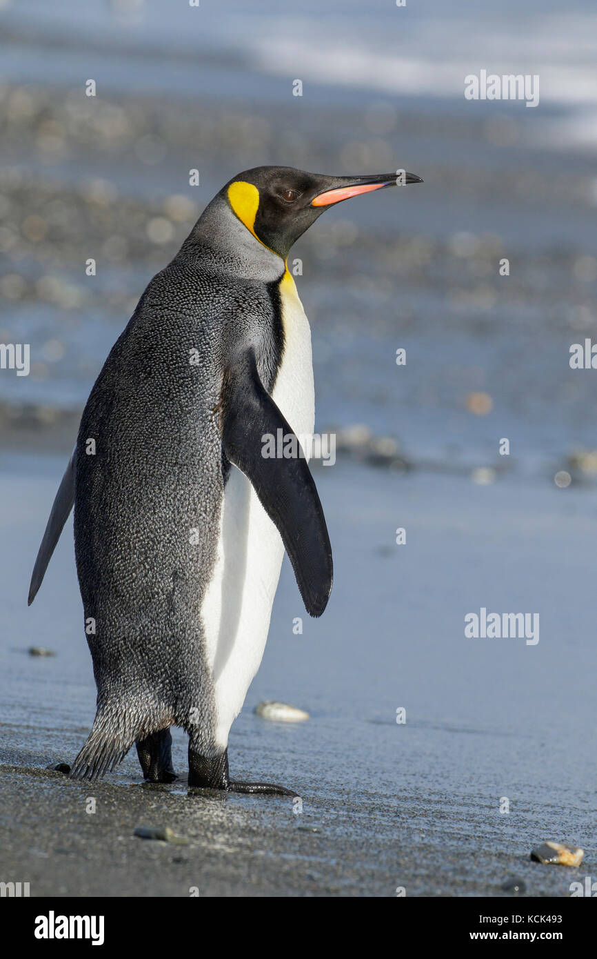 Pinguino reale (Aptenodytes patagonicus) arroccato su una spiaggia rocciosa sull Isola Georgia del Sud. Foto Stock