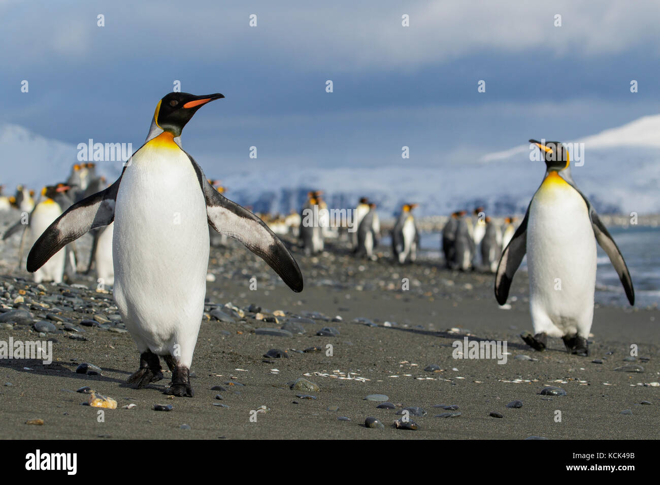 Pinguino reale (Aptenodytes patagonicus) arroccato su una spiaggia rocciosa sull Isola Georgia del Sud. Foto Stock