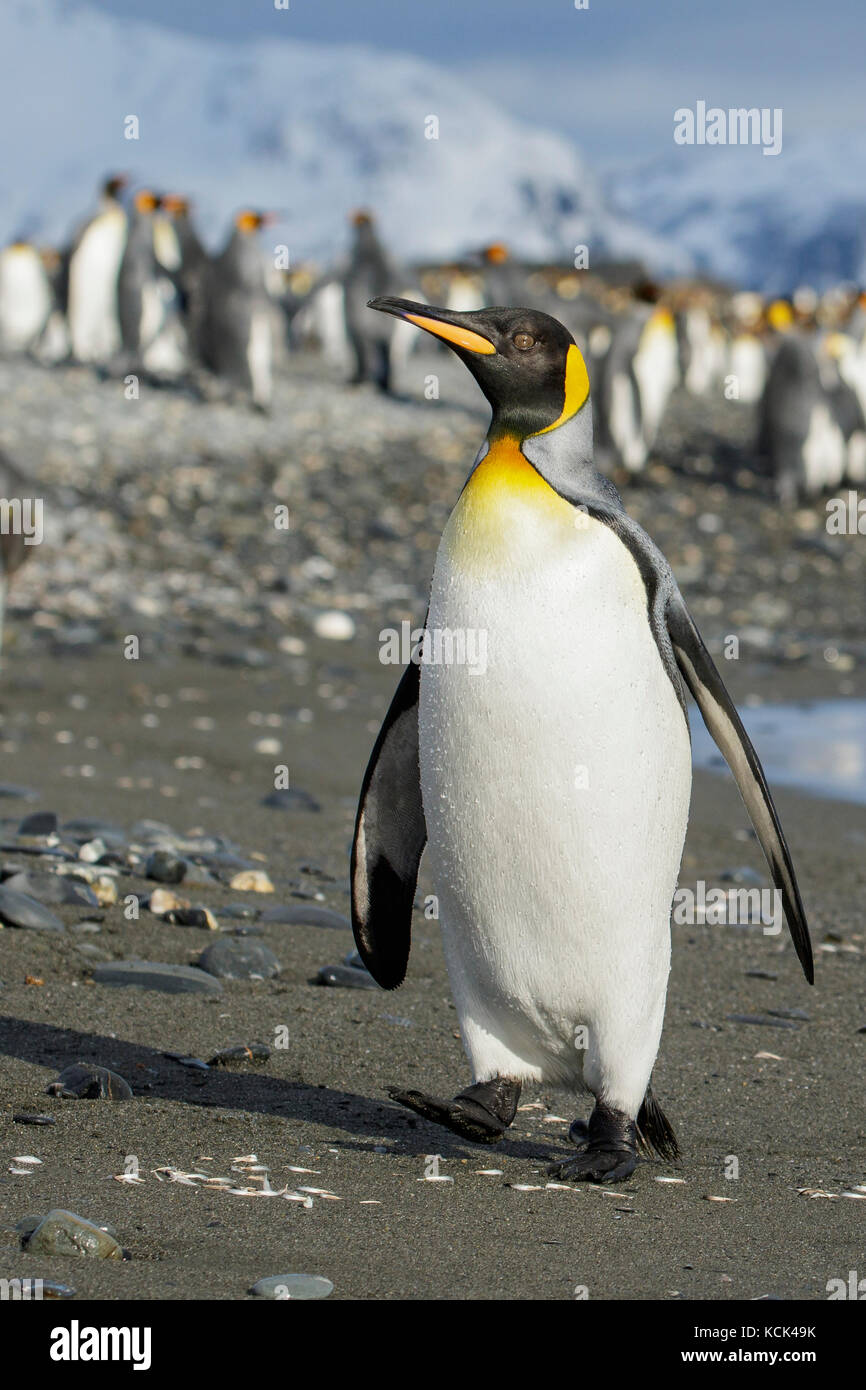 Pinguino reale (Aptenodytes patagonicus) arroccato su una spiaggia rocciosa sull Isola Georgia del Sud. Foto Stock