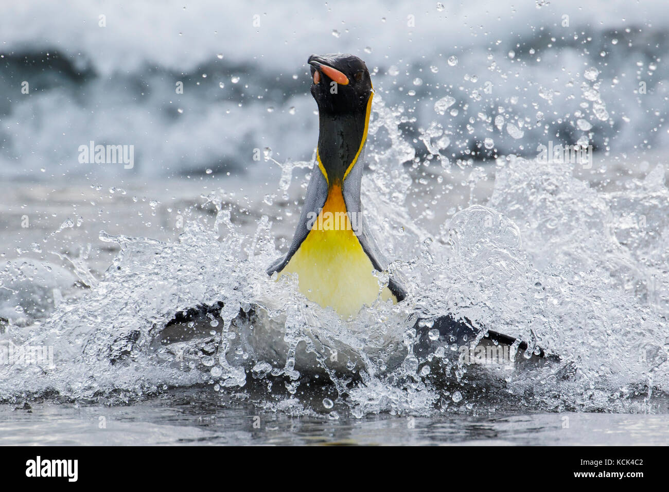 Pinguino reale (Aptenodytes patagonicus) nuotare nell'oceano vicino Isola Georgia del Sud. Foto Stock