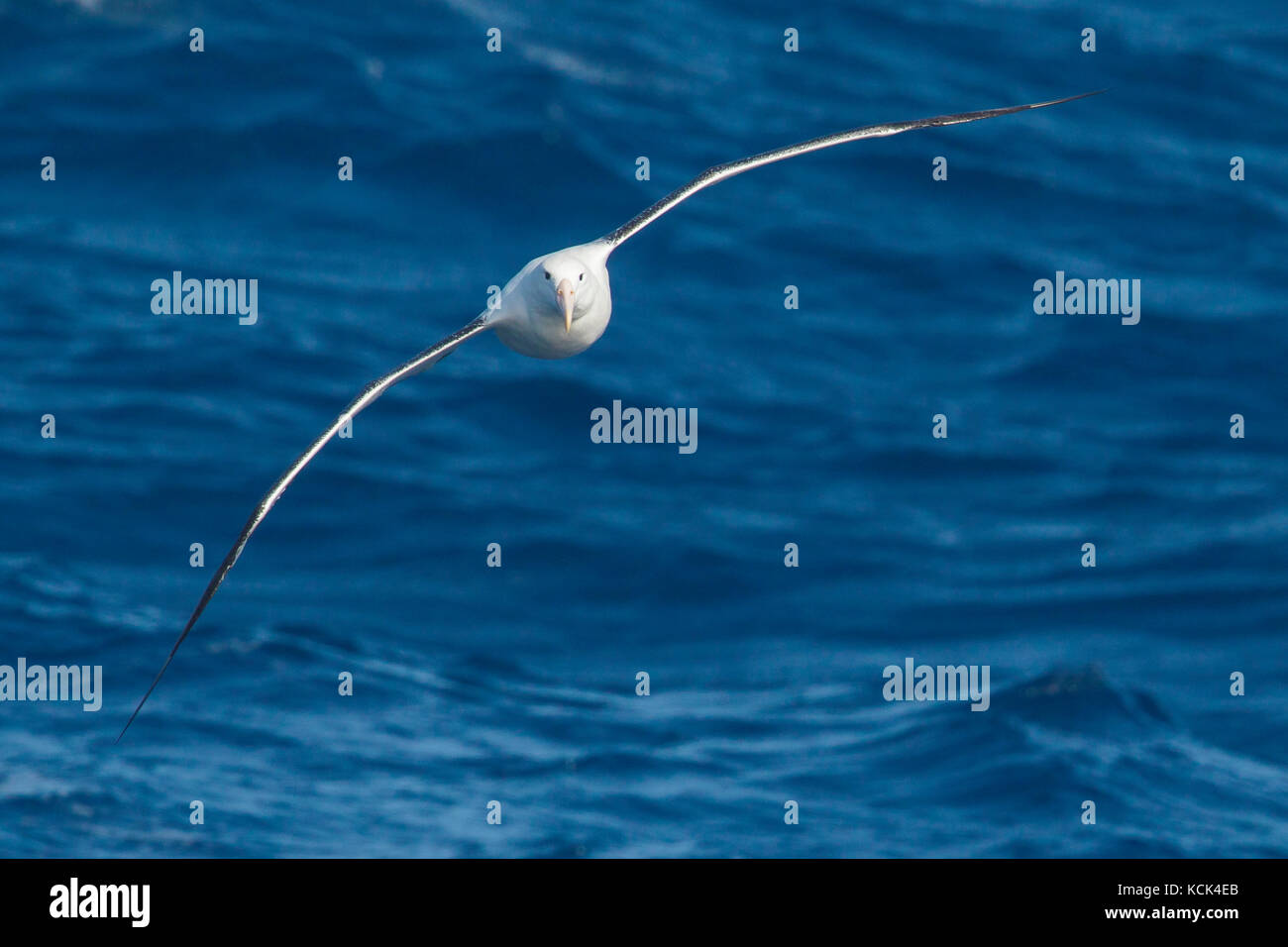 Southern Royal Albatross (Diomedea epomophora epomophora) volare oltre oceano in cerca di cibo nei pressi di Isola Georgia del Sud. Foto Stock