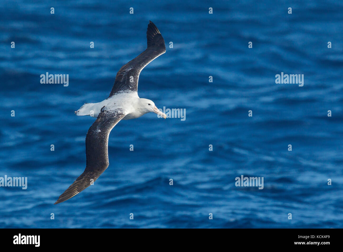 Southern Royal Albatross (Diomedea epomophora epomophora) volare oltre oceano in cerca di cibo nei pressi di Isola Georgia del Sud. Foto Stock