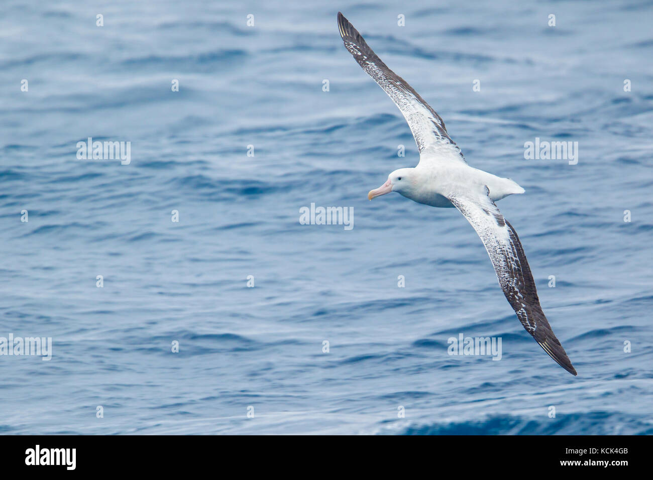 Albatro errante (Diomedea exulans) volare oltre oceano alla ricerca di cibo nei pressi di Isola Georgia del Sud. Foto Stock