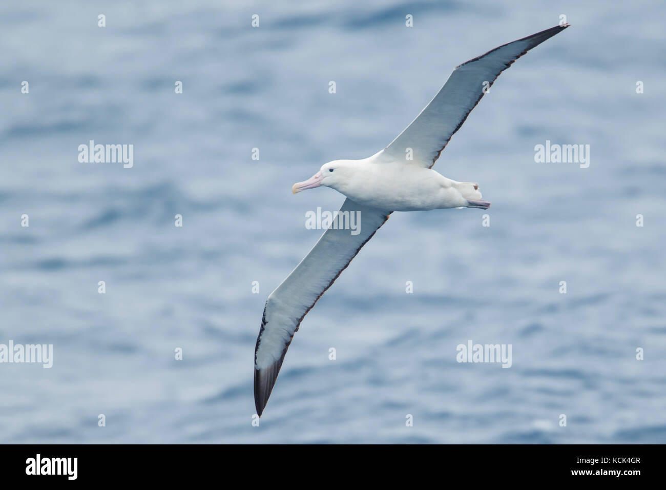 Albatro errante (Diomedea exulans) volare oltre oceano alla ricerca di cibo nei pressi di Isola Georgia del Sud Foto Stock