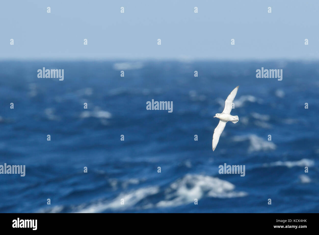 Fulmar meridionale (Fulmarus glacialoides) volare oltre oceano alla ricerca di cibo nei pressi di Isola Georgia del Sud Foto Stock