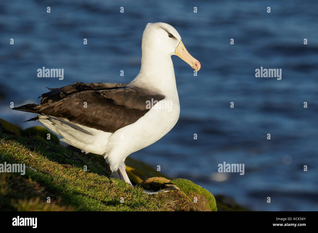 Nero-browed Albatross (Thalassarche melanophris) ad una colonia nidificazione nelle isole Falkland. Foto Stock