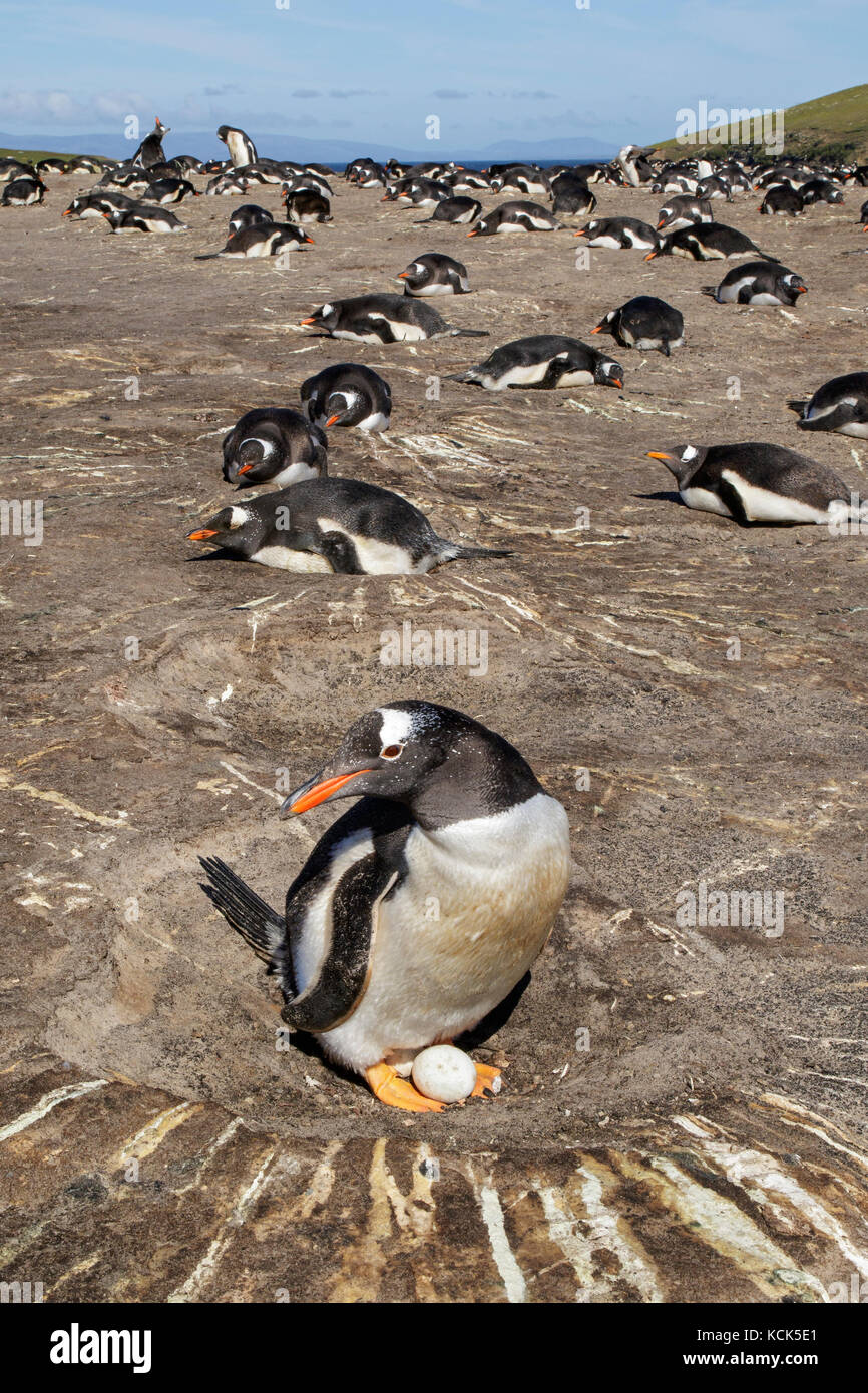 Pinguino Gentoo (Pygoscelis papua) alla sua colonia nidificazione nelle isole Falkland. Foto Stock