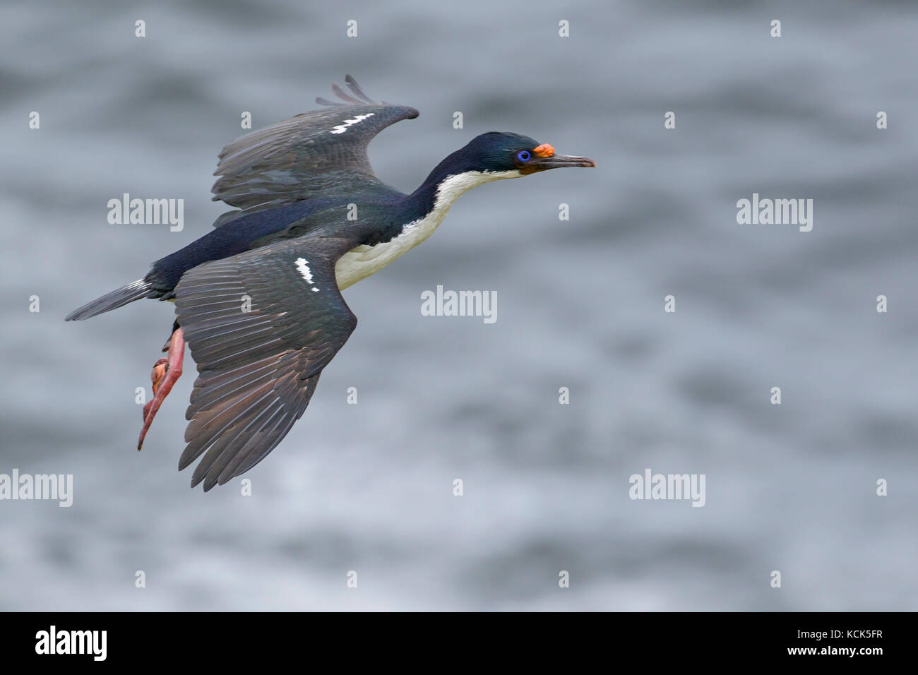 Cormorano imperiale (RE) (Phalacrocorax atriceps) alla sua colonia nidificazione nelle isole Falkland. Foto Stock