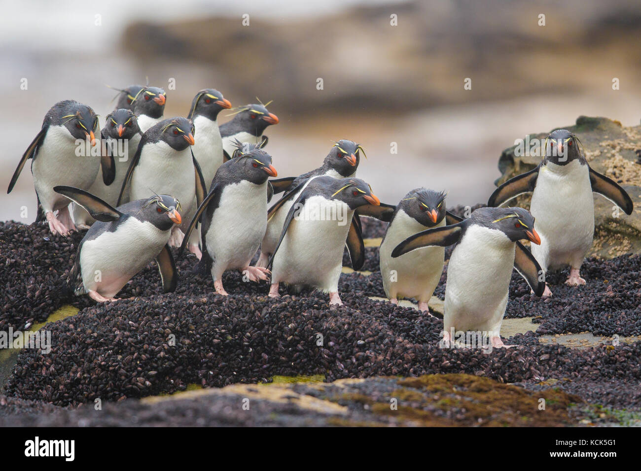 Pinguino saltaroccia (Eudyptes chrysocome) lungo il litorale nelle isole Falkland. Foto Stock