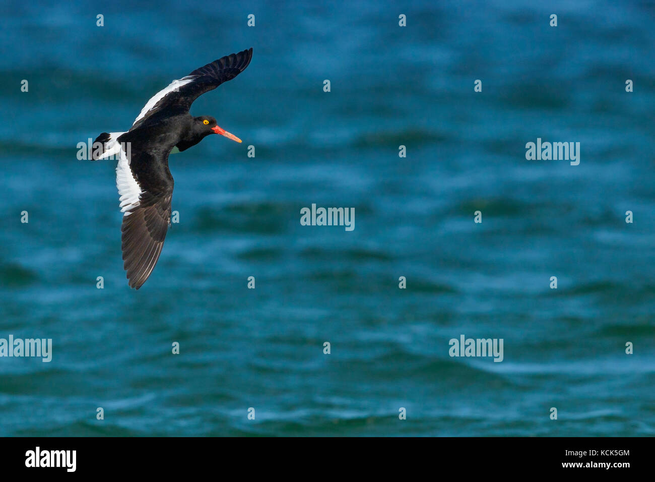 Magellanic Oystercatcher (Haematopus leucopodus) alimentazione lungo il litorale nelle isole Falkland. Foto Stock