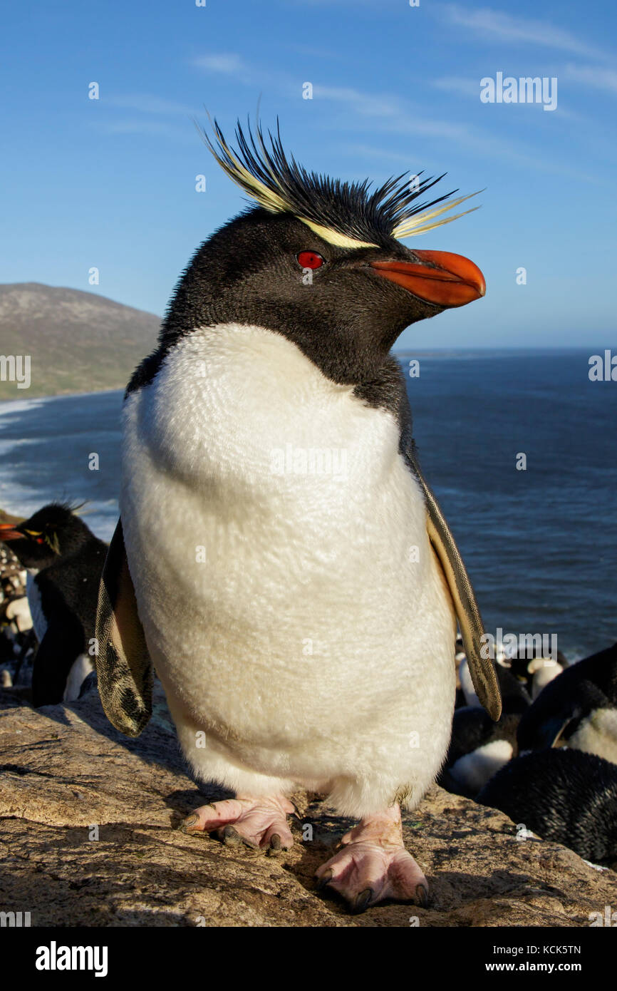 Pinguino saltaroccia (Eudyptes chrysocome) ad una colonia nidificazione nelle isole Falkland. Foto Stock