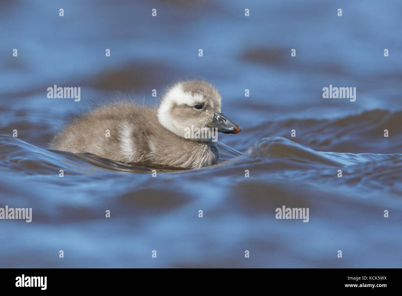 Vapore volante anatra (Tachyeres patachonicus) nuoto su un piccolo stagno nelle isole Falkland. Foto Stock