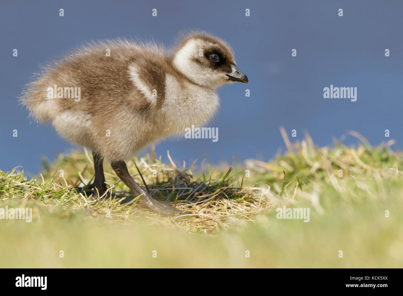 Oca montane (Chloephaga picta) chick a bordo di un piccolo stagno nelle isole Falkland. Foto Stock