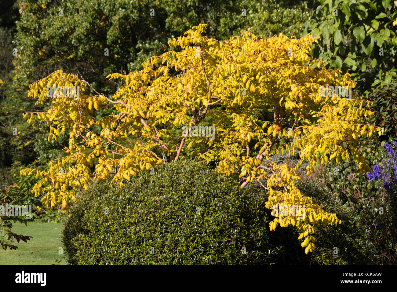 Giallo fogliame di autunno colore del modulo selezionato del Golden rain tree, Koelreuteria paniculata 'Coral Sun" Foto Stock
