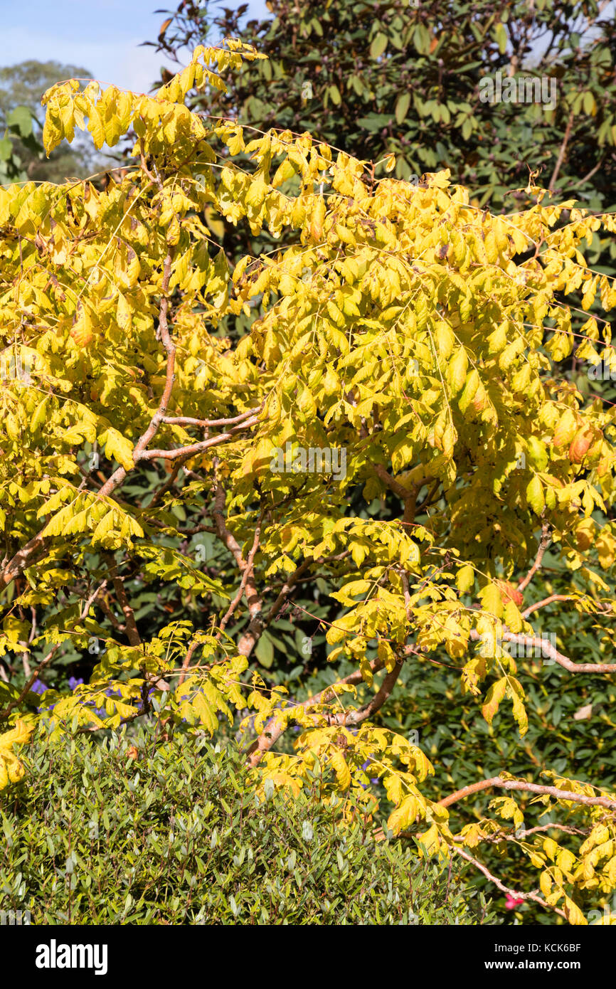 Giallo fogliame di autunno colore del modulo selezionato del Golden rain tree, Koelreuteria paniculata 'Coral Sun" Foto Stock