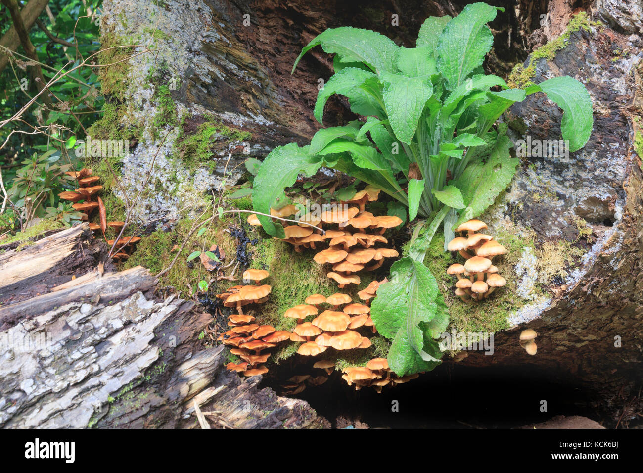 Inguainato fungo woodtuft, Kuehneromyces mutabilis, crescente da un vecchio registro di legno duro. Rosette di Digitalis purpurea sopra. Foto Stock