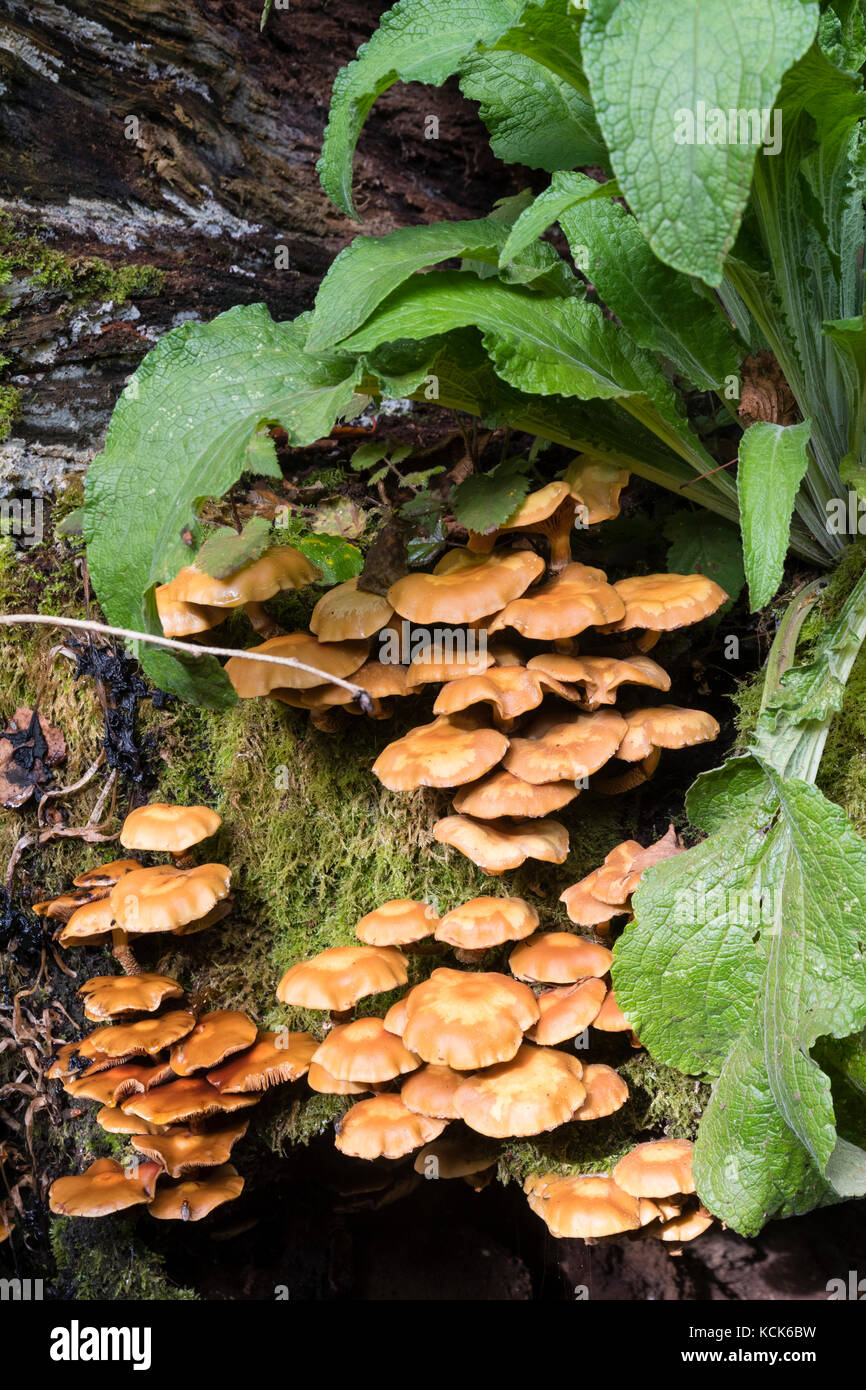 Inguainato fungo woodtuft, Kuehneromyces mutabilis, crescente da un vecchio registro di legno duro. Rosette di Digitalis purpurea sopra. Foto Stock