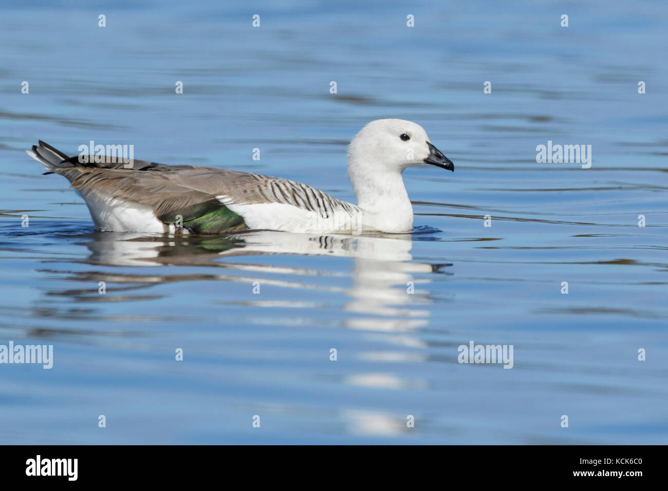 Oca montane (Chloephaga picta) nuoto su un piccolo stagno nelle isole Falkland. Foto Stock