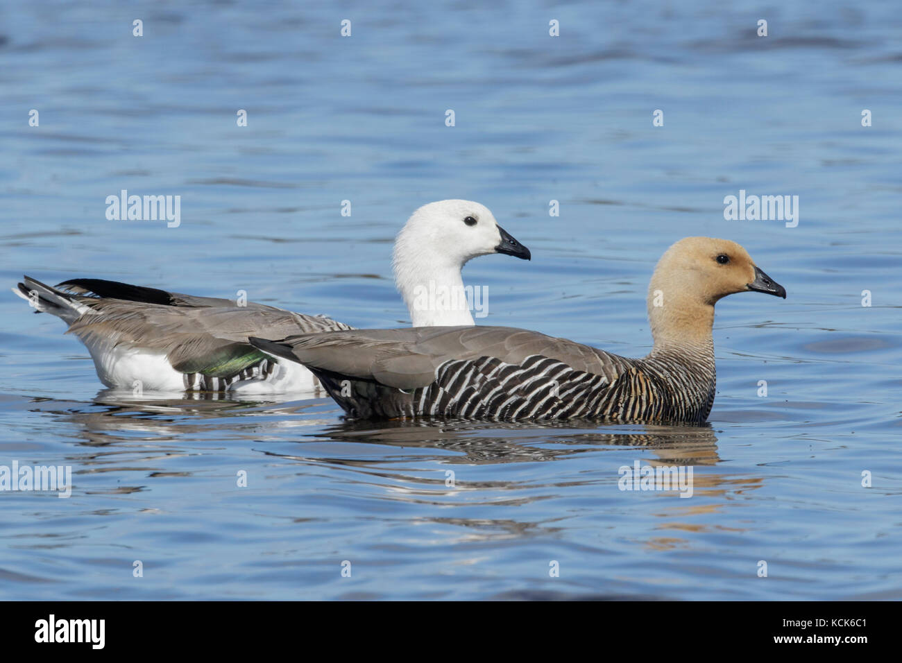 Oca montane (Chloephaga picta) nuoto su un piccolo stagno nelle isole Falkland. Foto Stock