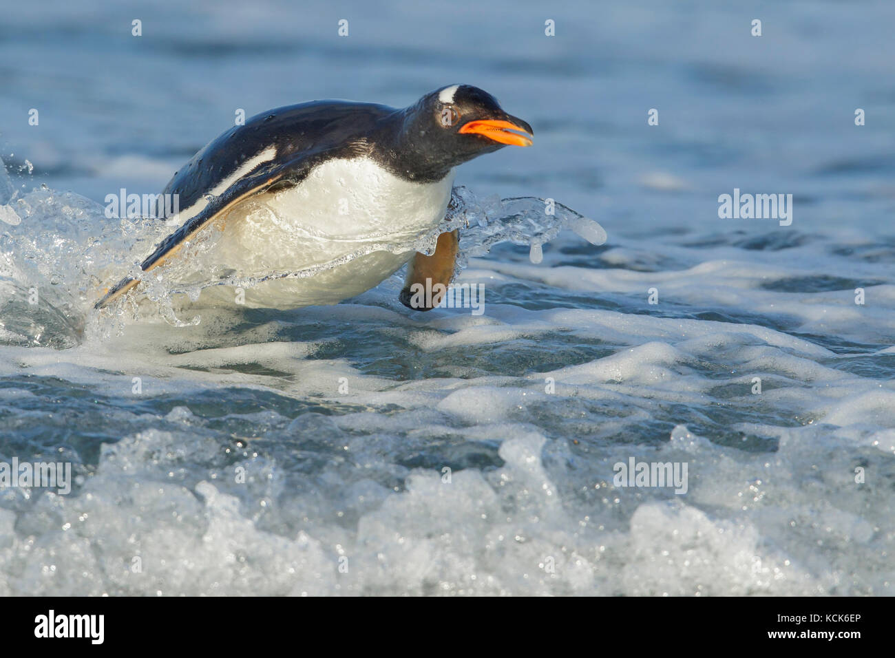 Pinguino Gentoo (Pygoscelis papua) tornando a terra attraverso le onde nelle isole Falkland. Foto Stock