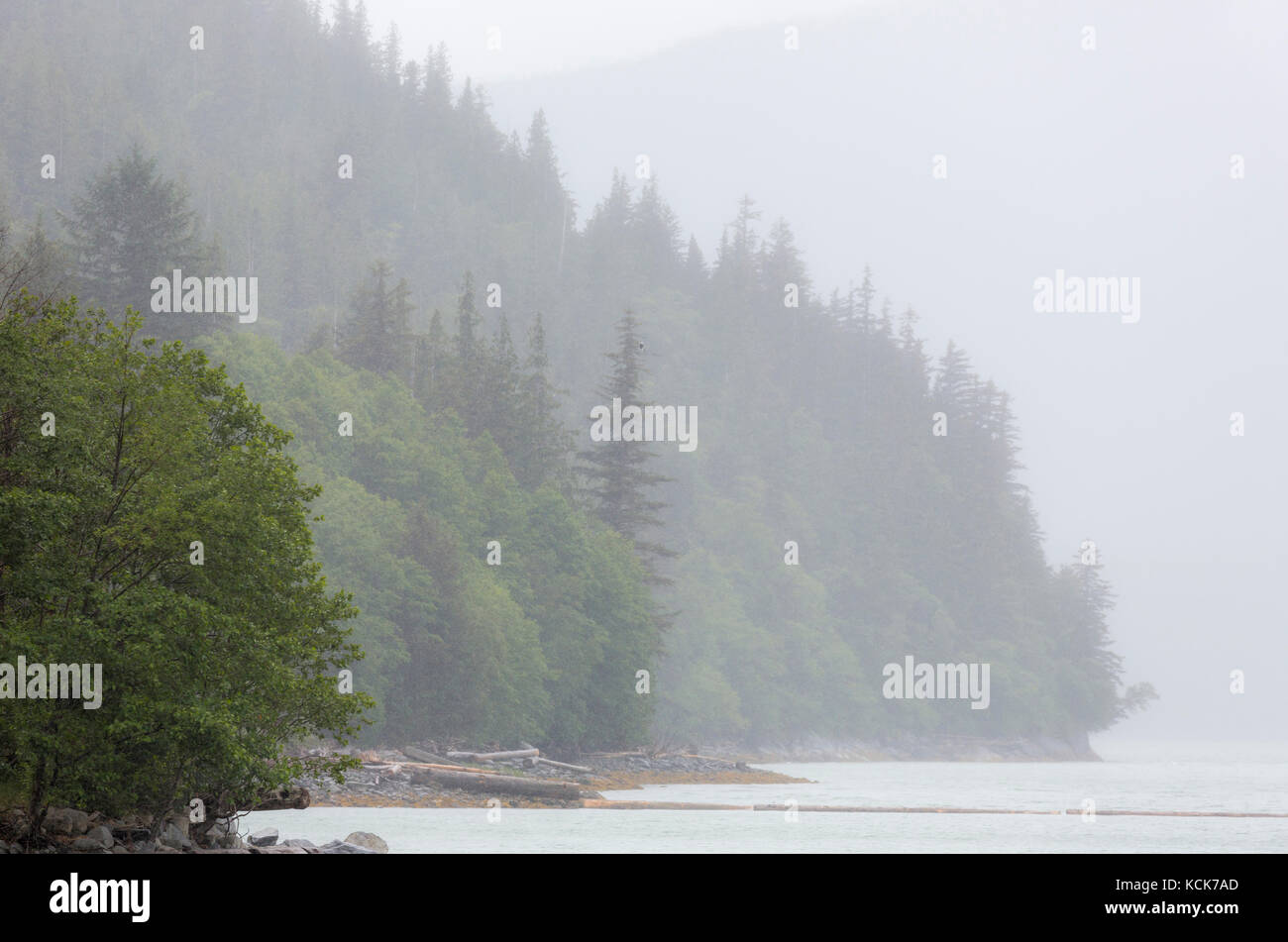 Canada, British Columbia, Central Coast, nebbia, foresta pluviale, orizzontale Foto Stock