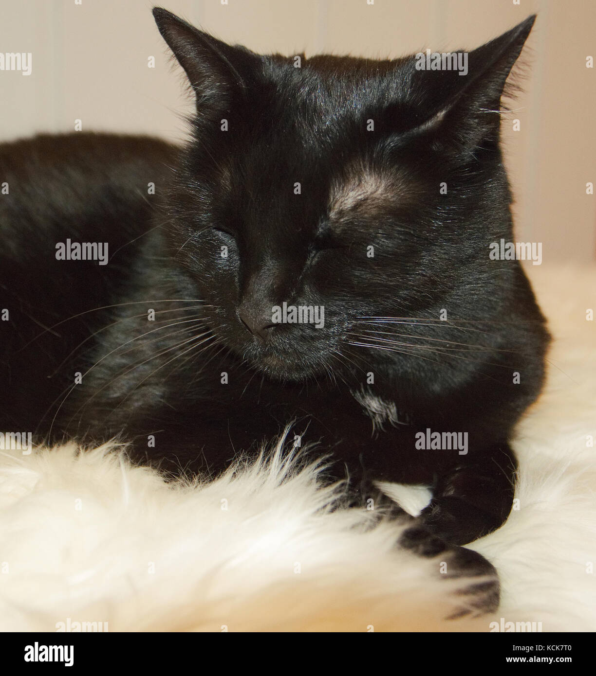 Close-up di un gatto nero con gli occhi chiusi Foto Stock