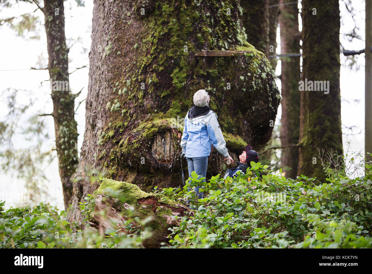 Due escursionisti guardano su un grande albero di abete Sitka (Picea sitchensis) vicino a Kyuquot sulla costa occidentale dell'isola di Vancouver, Kyuquot, Vancouver Island, British Columbia, Canada Foto Stock
