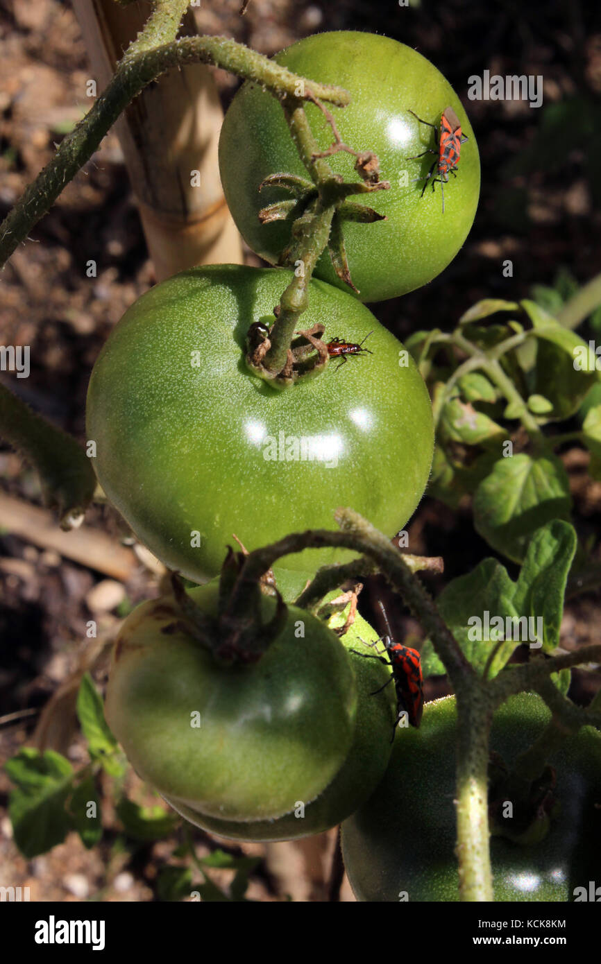 Il pomodoro con sementi di bug in crescita in Orchard Foto Stock