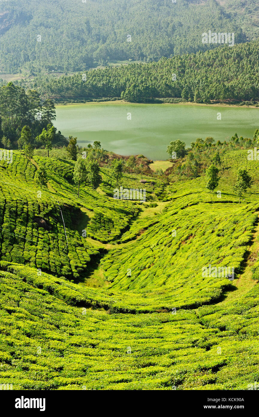 La piantagione di tè vicino a Munnar Kerala, India Foto Stock