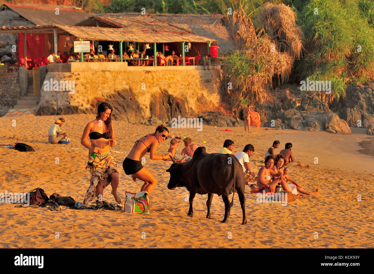 bull sulla spiaggia, Om Beach, vicino a Gokarna, Karnataka, India Foto Stock