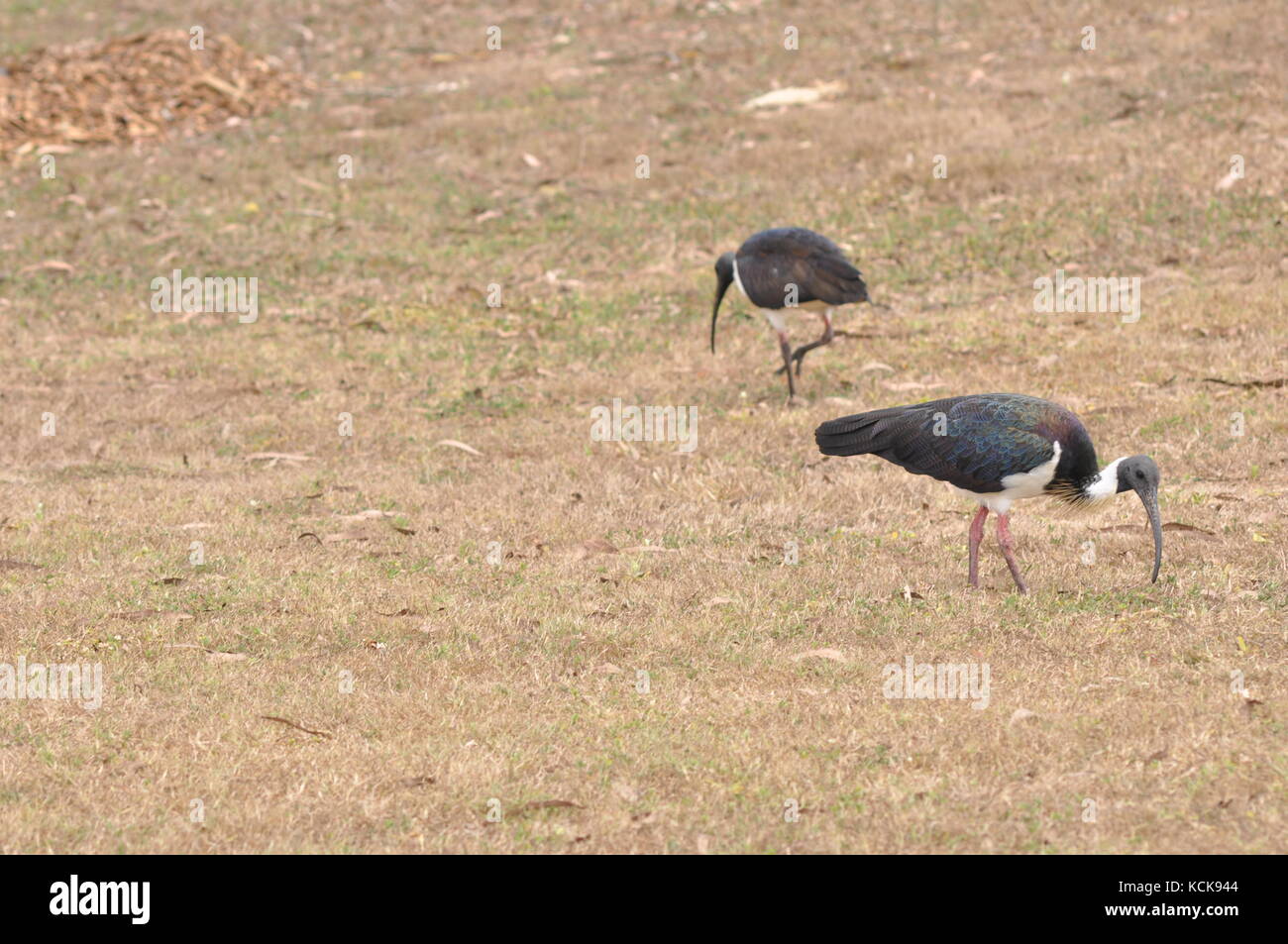 Colli di paglia ibis (threskiornis spinicollis) sulle rive del fiume Ross, Townsville, Queensland, Australia Foto Stock