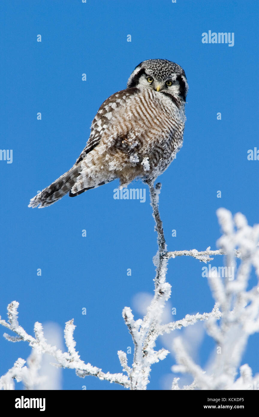 Northern Hawk Owl, surnia ulula, sul ramo hoarfrosted, Saskatchewan, Canada Foto Stock