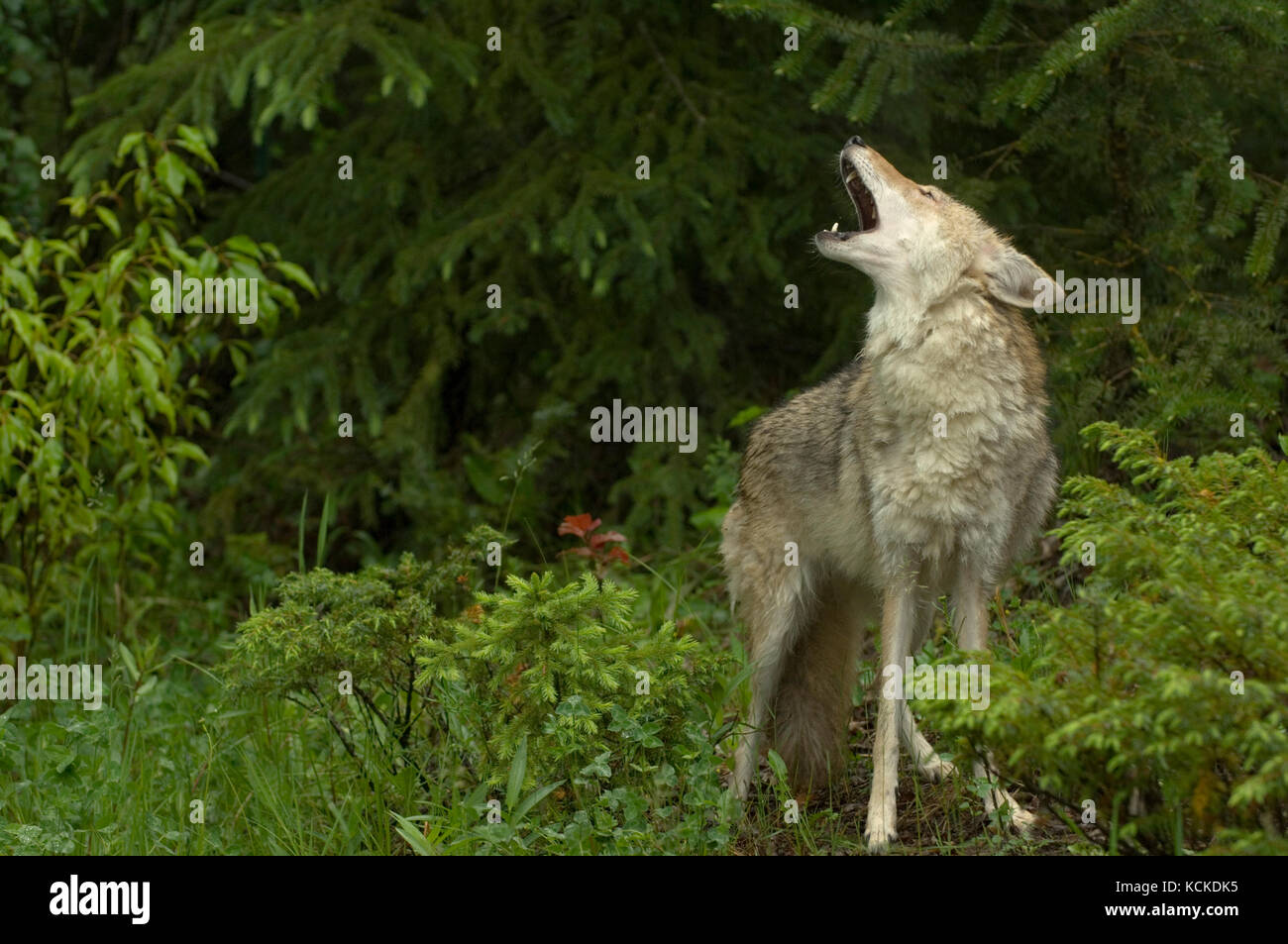 Coyote, Canis latrans, ululati nel bosco, Montana, USA Foto Stock
