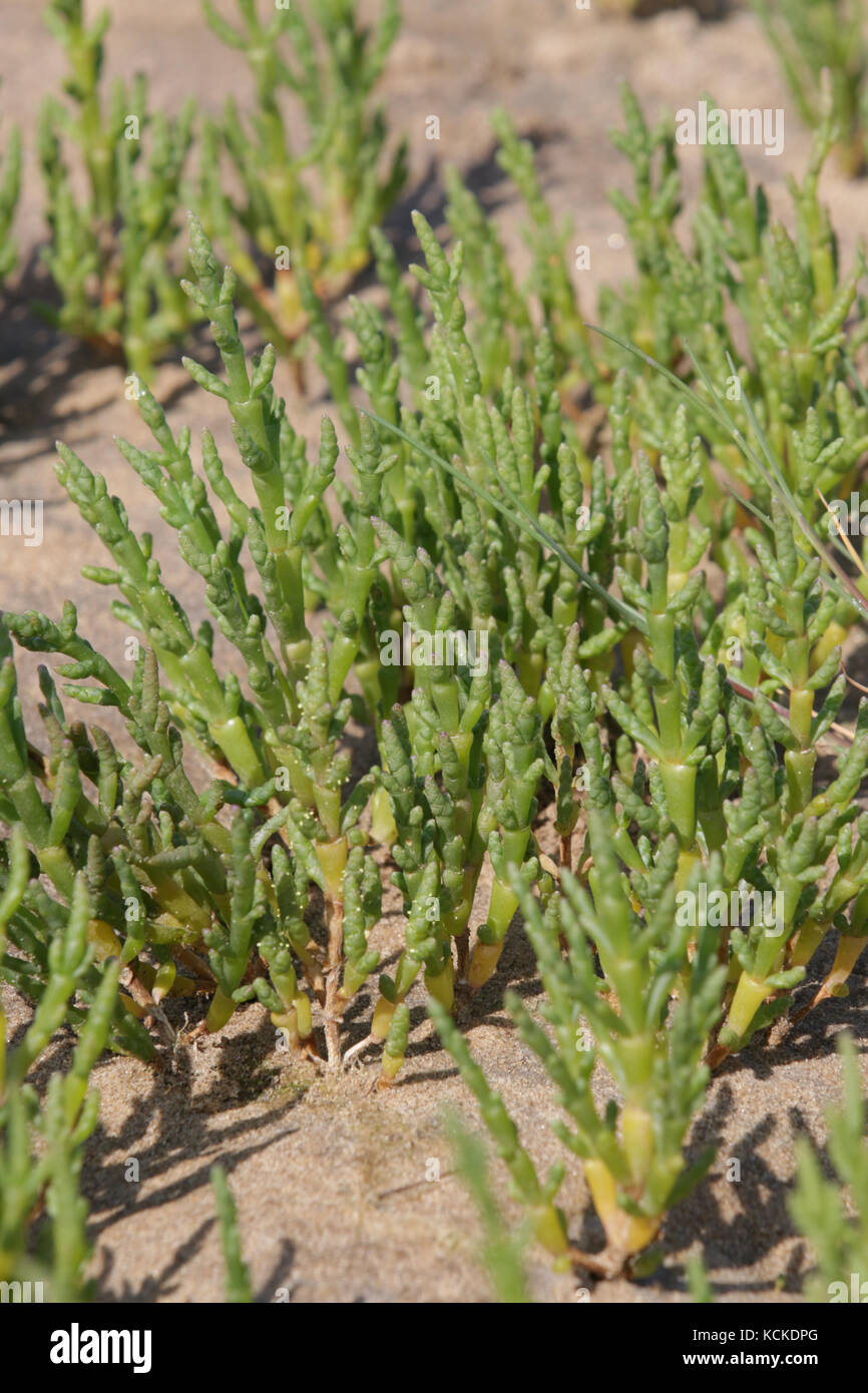 Samphire o la salicornia, Salicornia europaea Foto Stock