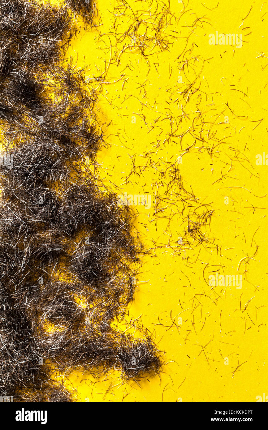 Barba tagliata su un pavimento di colore giallo da un barbieri o parrucchieri studio. Foto Stock Barba tagliata su un pavimento di colore giallo da un barbieri o parrucchieri studio. Foto Stock