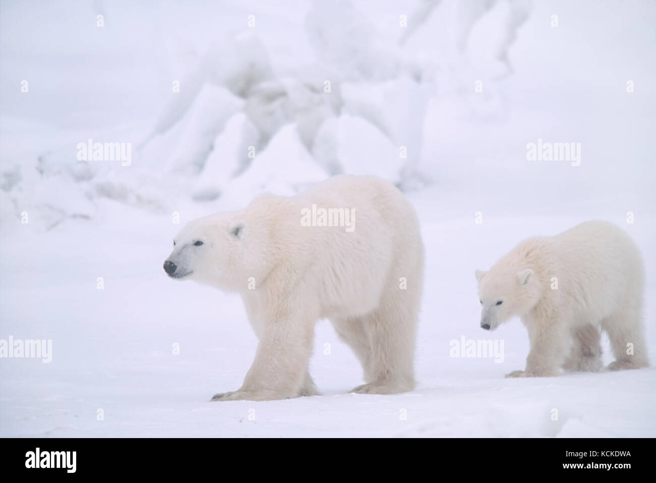 Orso polare madre e cub, Ursus maritimus, vicino a Churchill, Manitoba, Canada Foto Stock