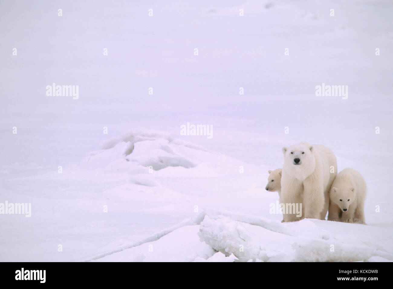 Orso polare madre e lupetti, Ursus maritimus, sul vicino a riva il ghiaccio, vicino a Churchill, Manitoba, Canada Foto Stock