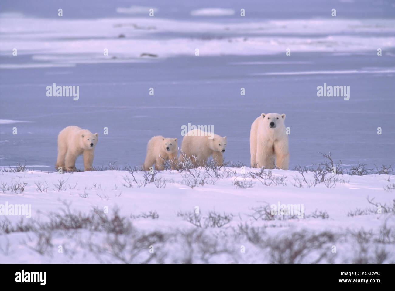 Orso polare madre con tre cuccioli (insolito), Ursus maritimus, camminare lungo il litorale vicino a Churchill, Manitoba, Canada Foto Stock