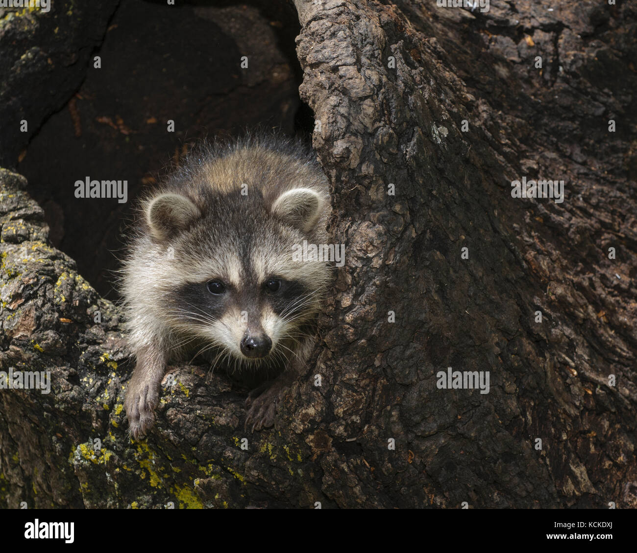 Giovani raccoon, Procione lotor, nella cava moncone, Montana, USA Foto Stock
