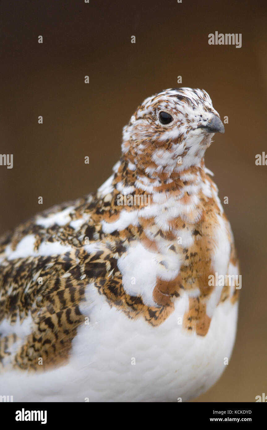 Willow Ptarmigan ritratto, Lagopus lagopus, Parco Nazionale di Denali, Alaska, STATI UNITI D'AMERICA Foto Stock