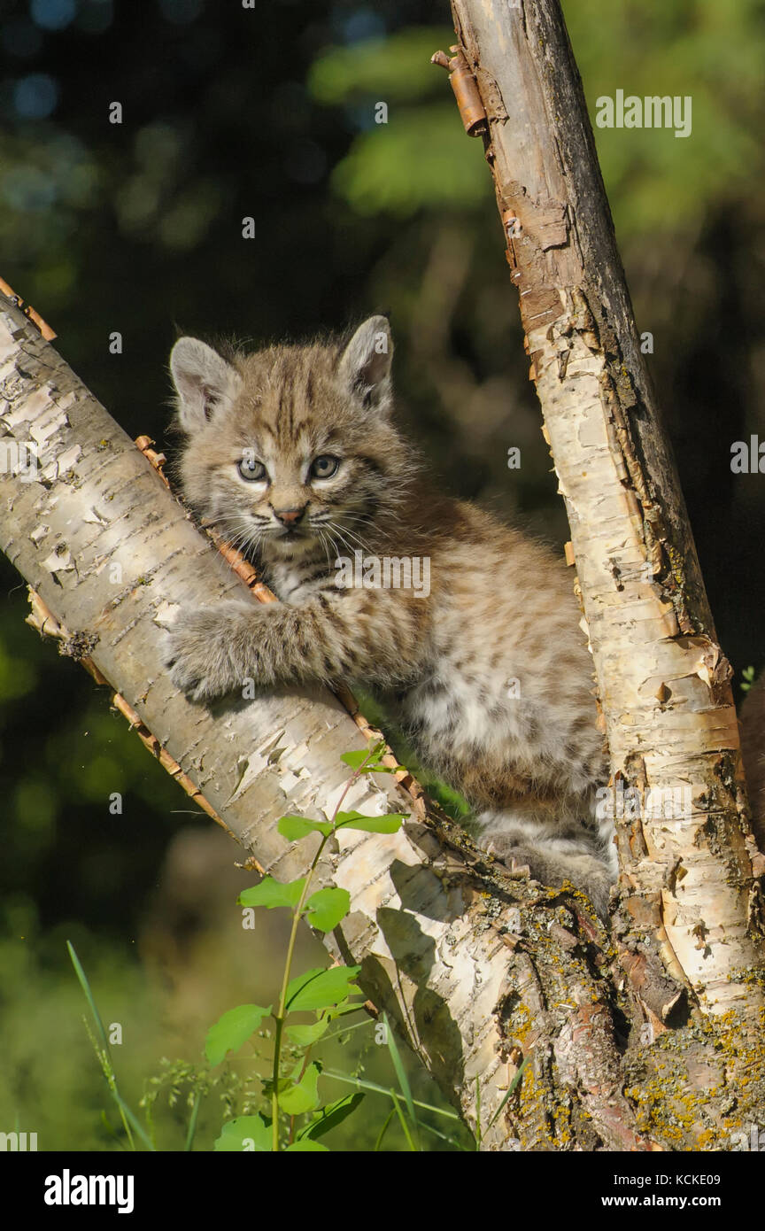 Bobcat gattino, Felis rufus, giocando in albero nella radura in primavera, Montana, USA Foto Stock