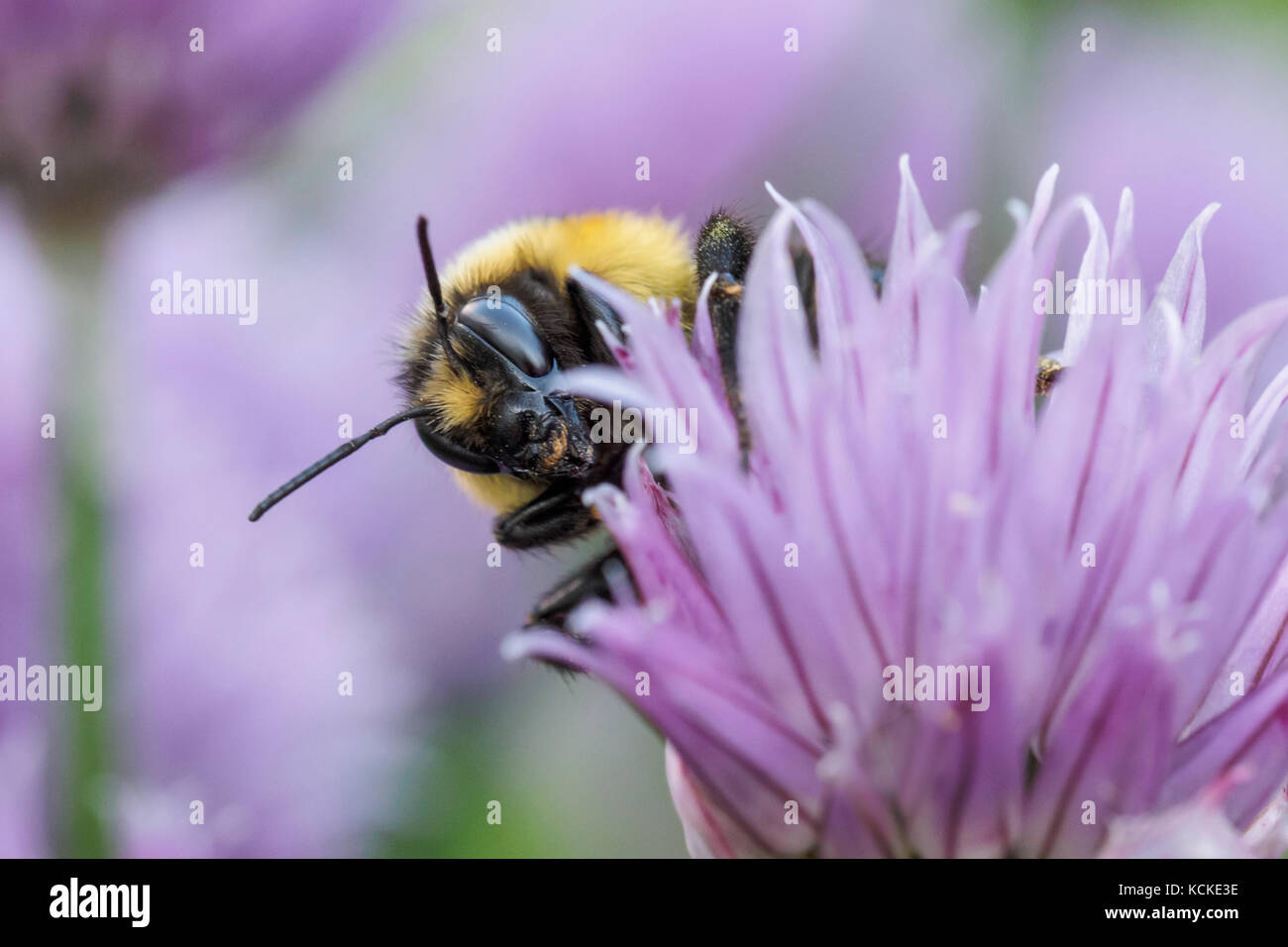 Tricolore Bumble Bee, Bombus ternarius, sui fiori di erba cipollina, Warman, Saskatchewan, Canada Foto Stock