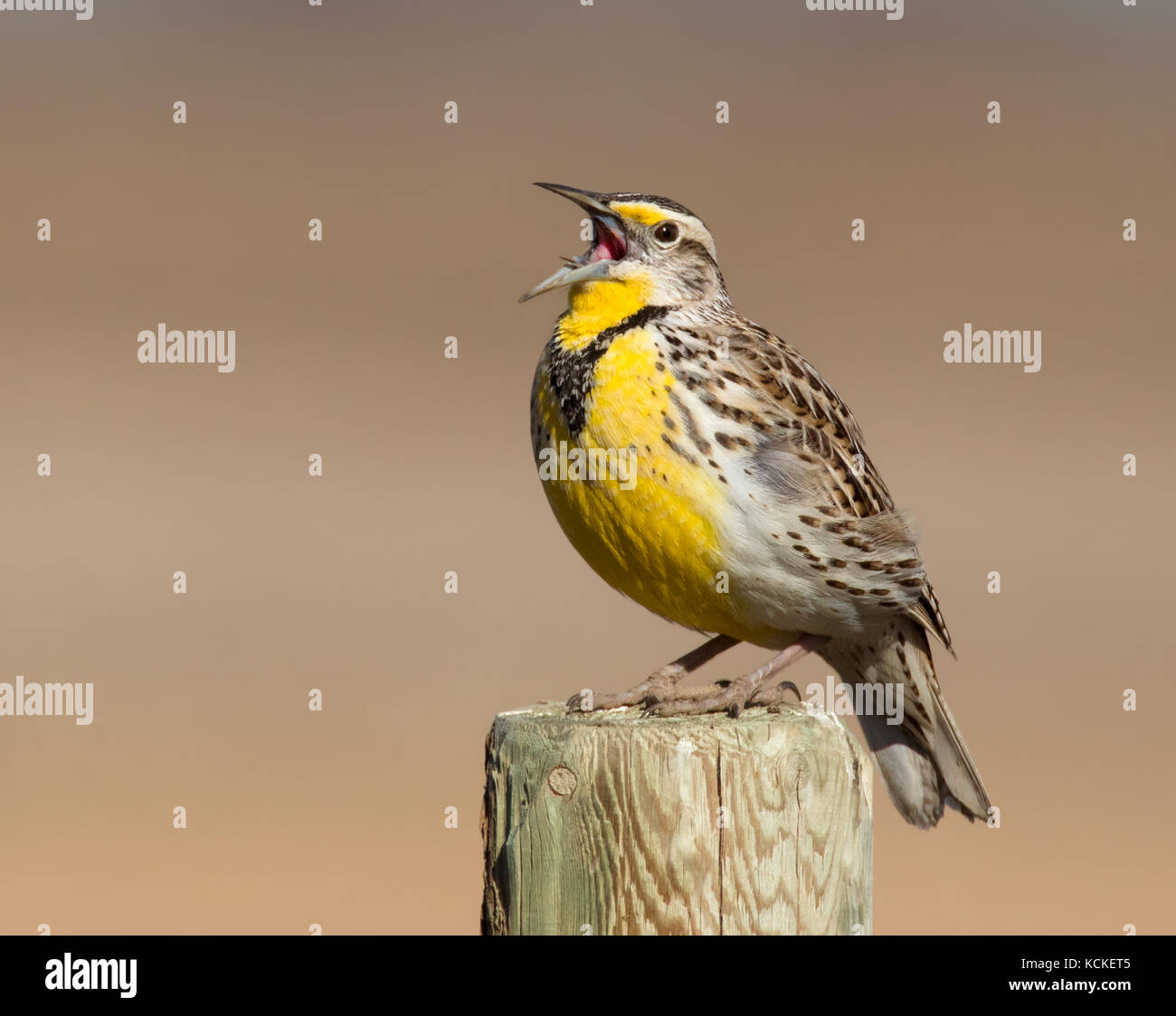 Un Western Meadowlark, Sturnella neglecta, canta da un post di Saskatoon, Saskatchewan, Canada Foto Stock