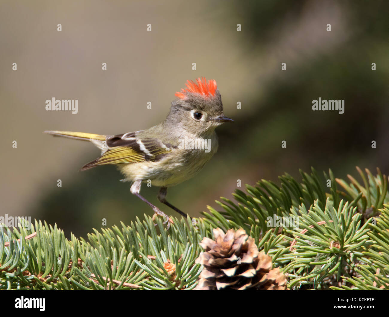 Ruby-incoronato Kinglet, Regulus calendula, appollaiato su un albero di abete rosso in Saskatchewan. Foto Stock