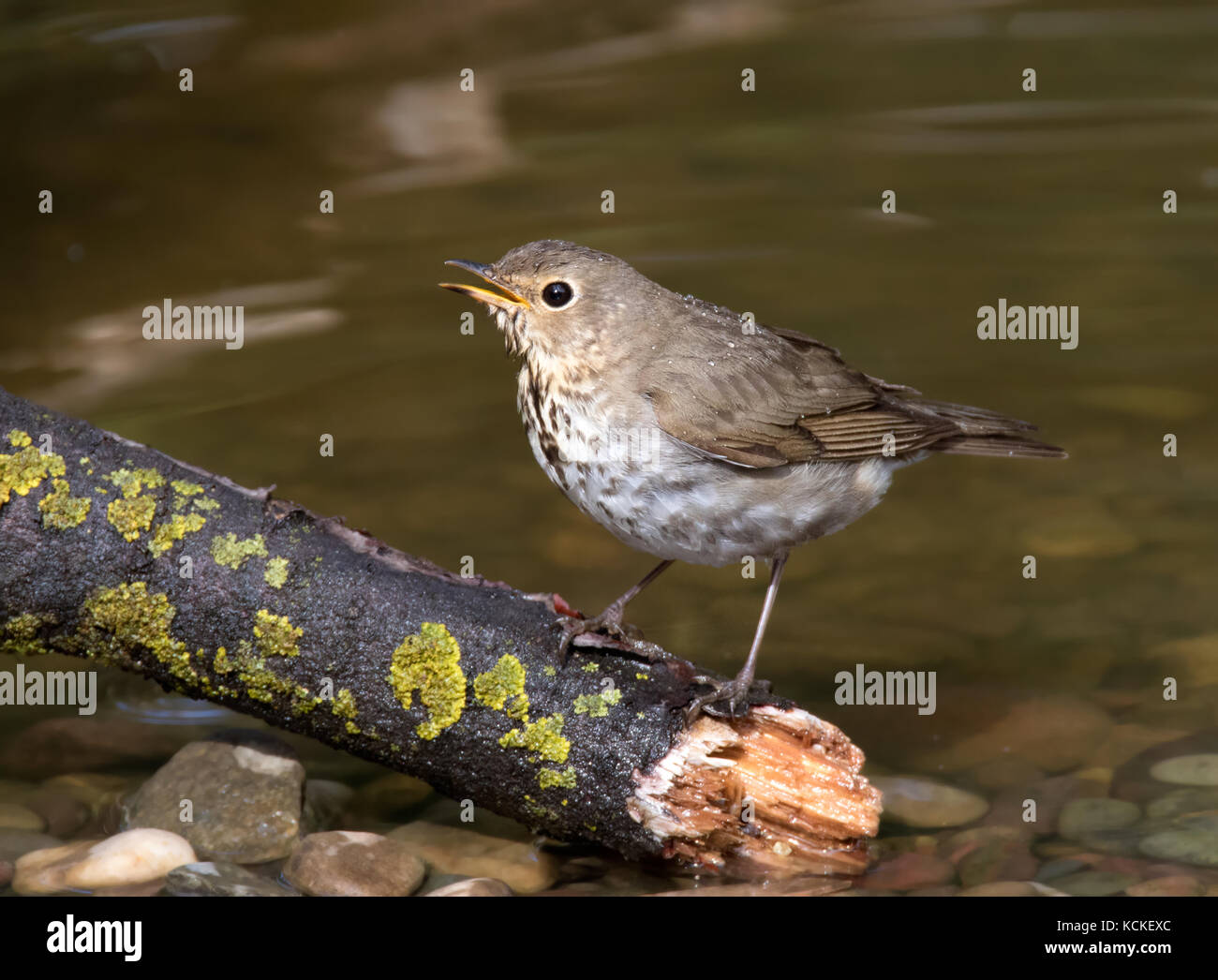 Un Swainson il tordo, Catharus ustulatus, arroccato in un cortile pond di Saskatoon, Saskatchewan, Canada Foto Stock