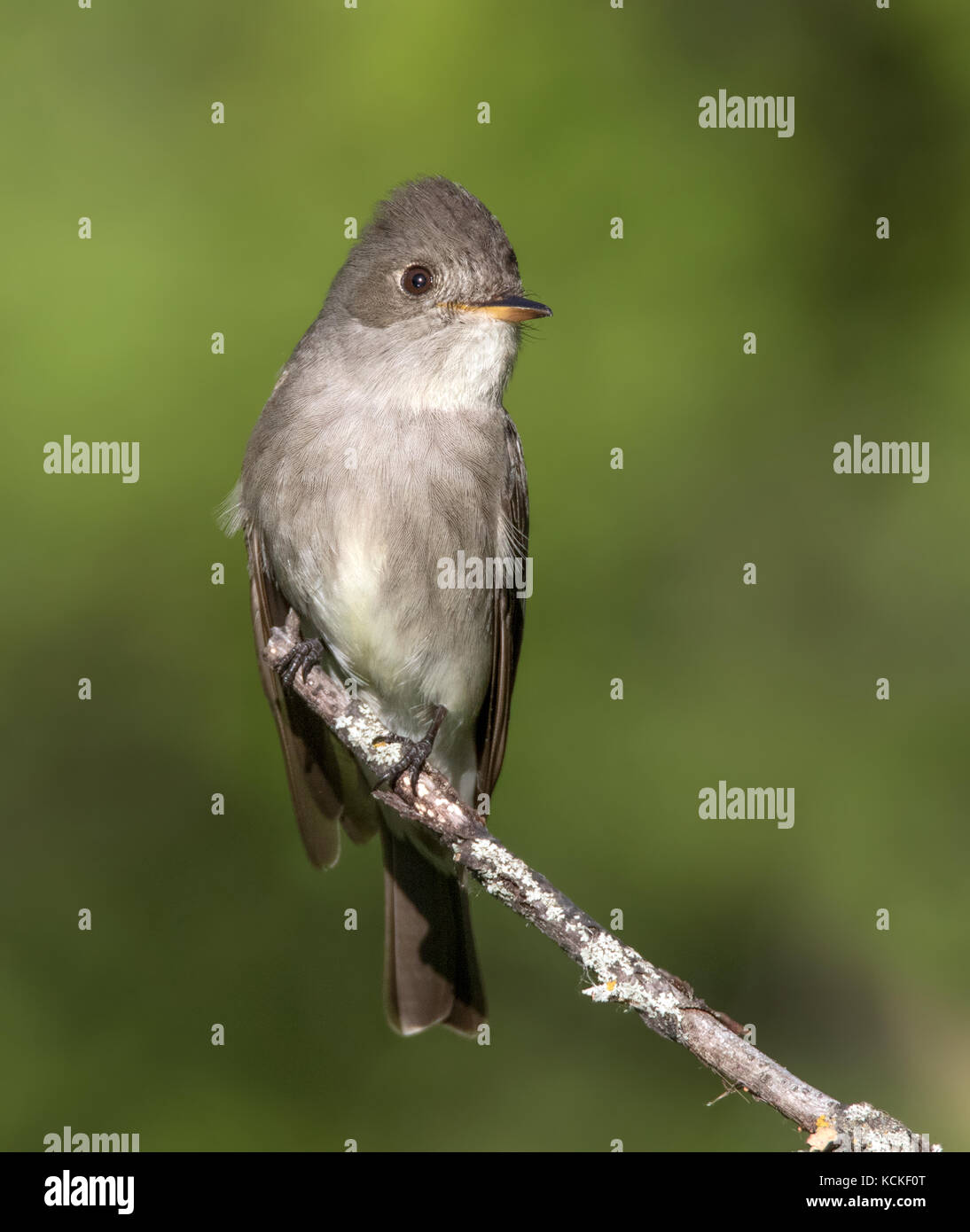 Un legno occidentali, Pewee Contopus sordidulus, arroccato a Cypress Hills parco interprovinciale, Saskatchewan Foto Stock