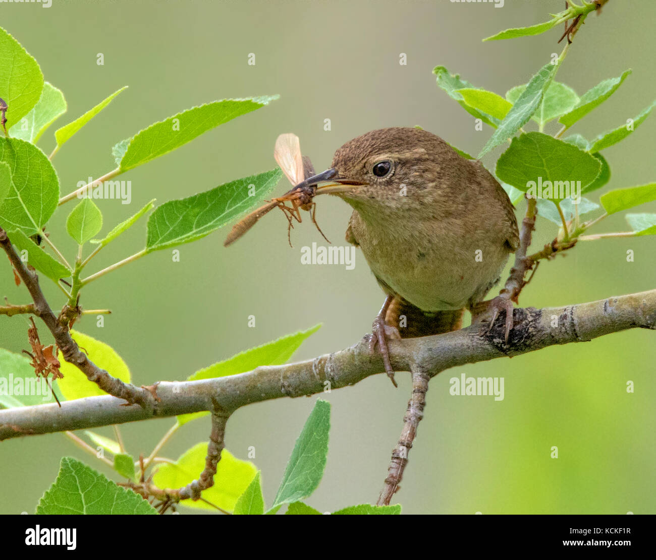 Una casa Wren, Troglodytes aedon, con il suo pasto in Saskatchewan, Canada Foto Stock