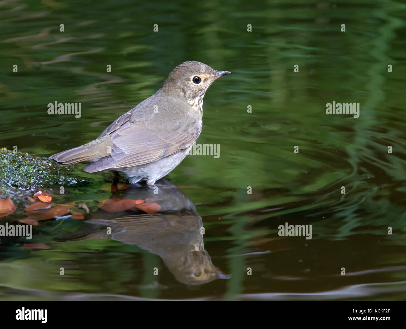 Un Swainson il tordo, Catharus ustulatus, arroccato in un cortile pond di Saskatoon, Saskatchewan, Canada Foto Stock